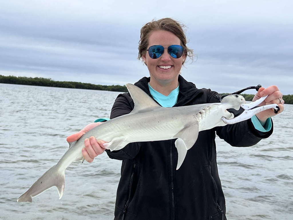 Blacktip shark, 27 inches, caught in Tampa