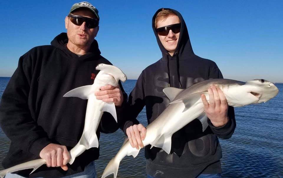 Bonnethead shark, 20 inches, caught in Tampa