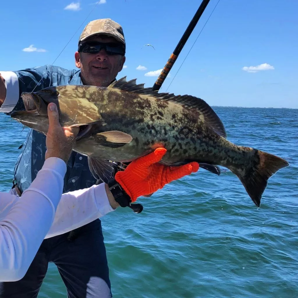 Gag grouper measuring 29 inches, caught in Tampa