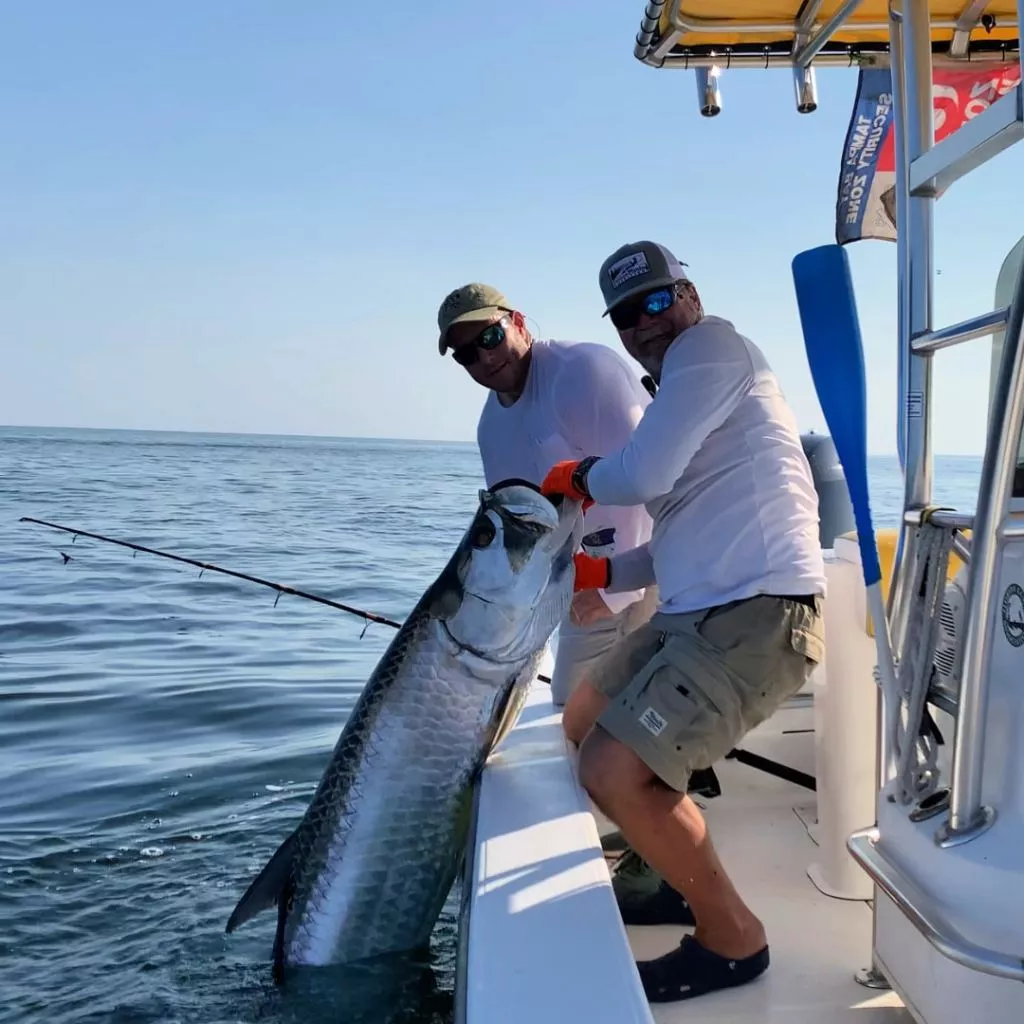 A large tarpon fish being caught in Tampa, FL.