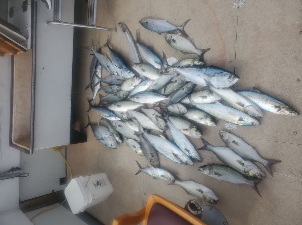 Four bluefish and little tunny caught in Morehead City