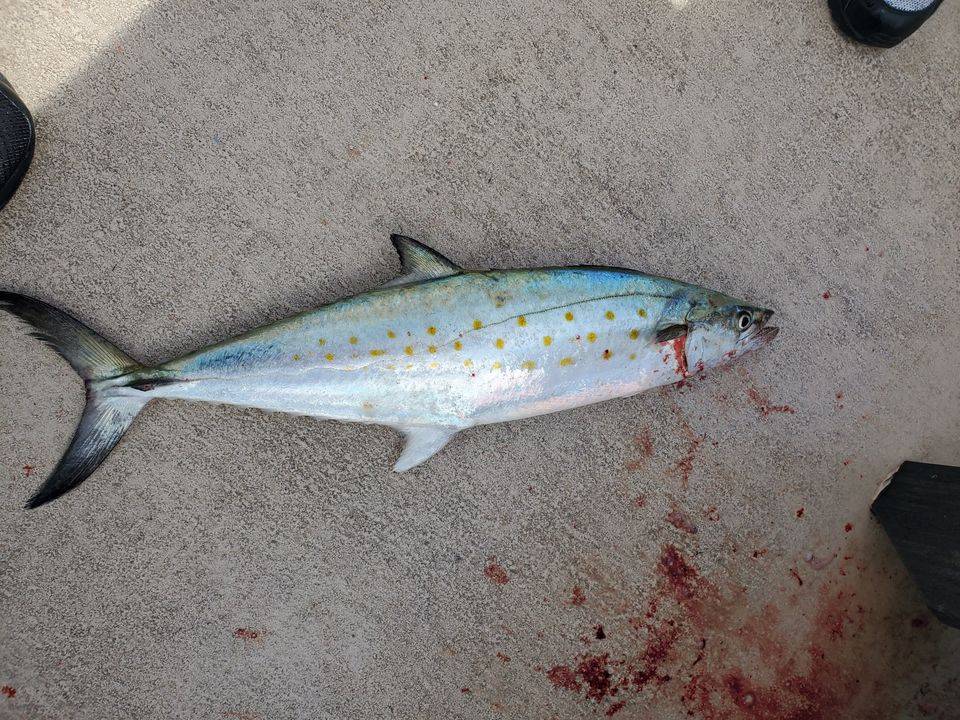 Fishing for a Spanish Mackerel in NC