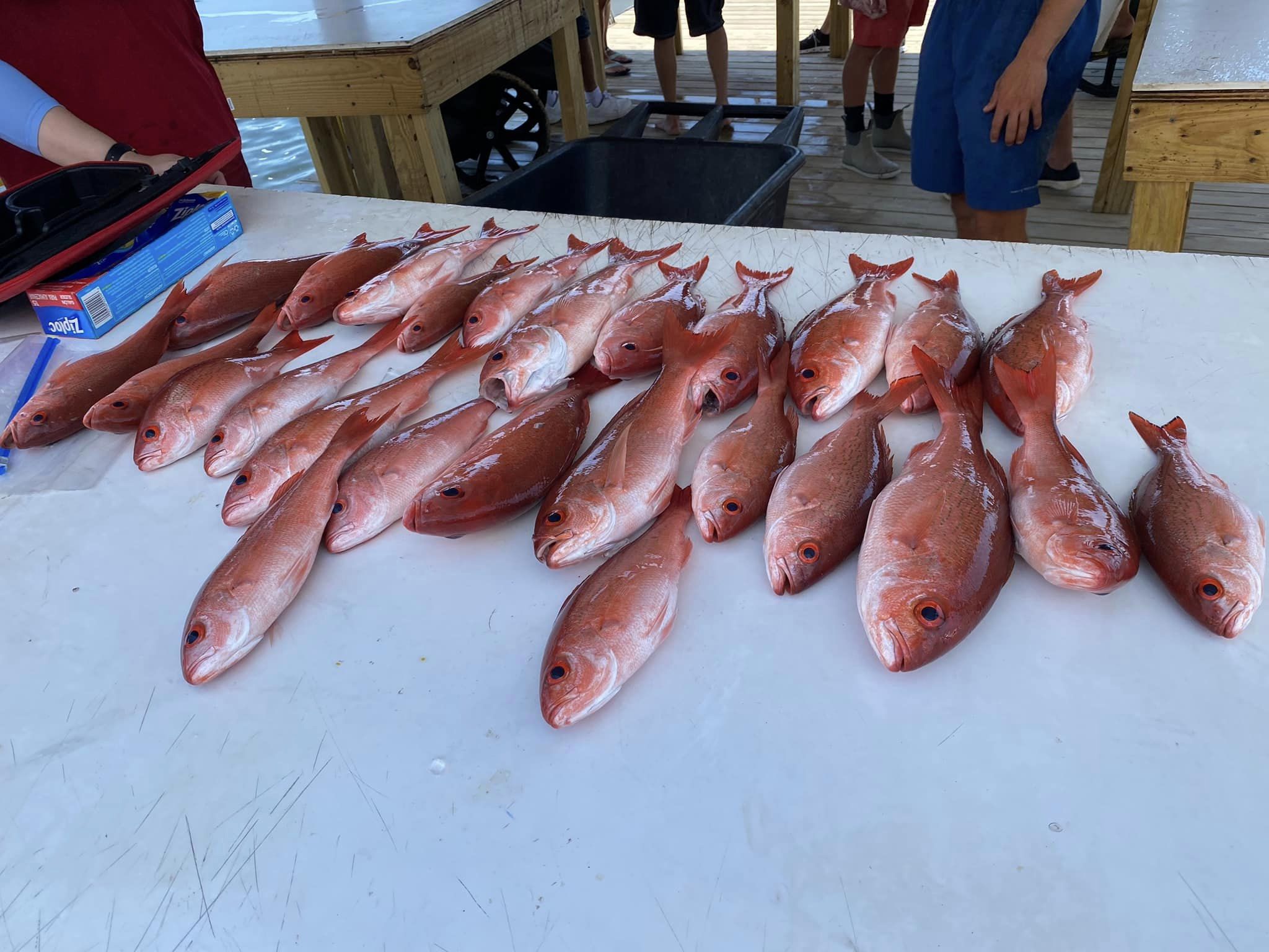 Five fish caught in Pensacola, fishing