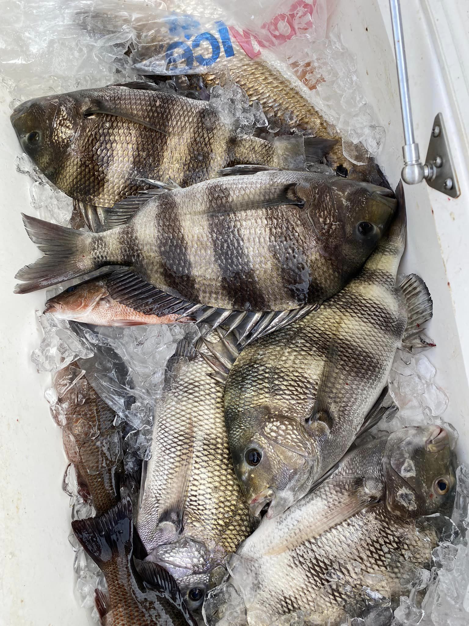 Two sheepshead fish caught in FL