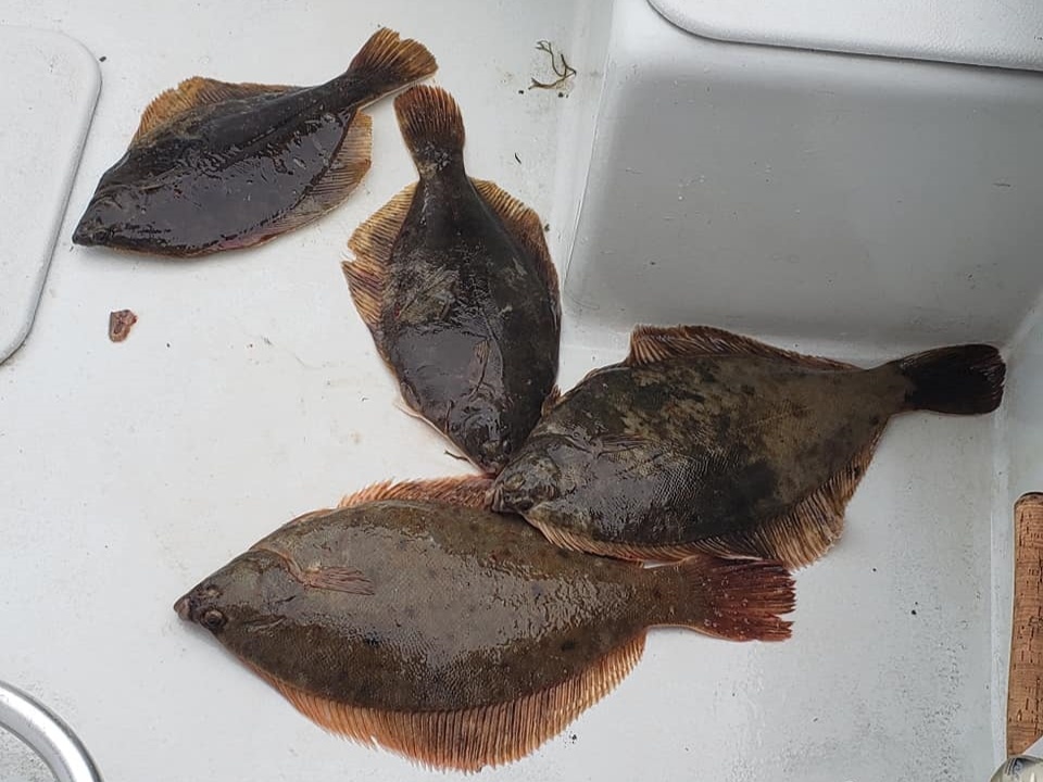 Fish-Species