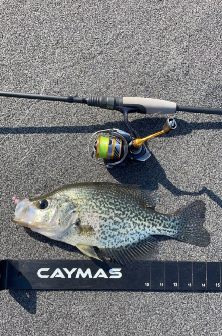 A crappie fish caught at Lake Ozark
