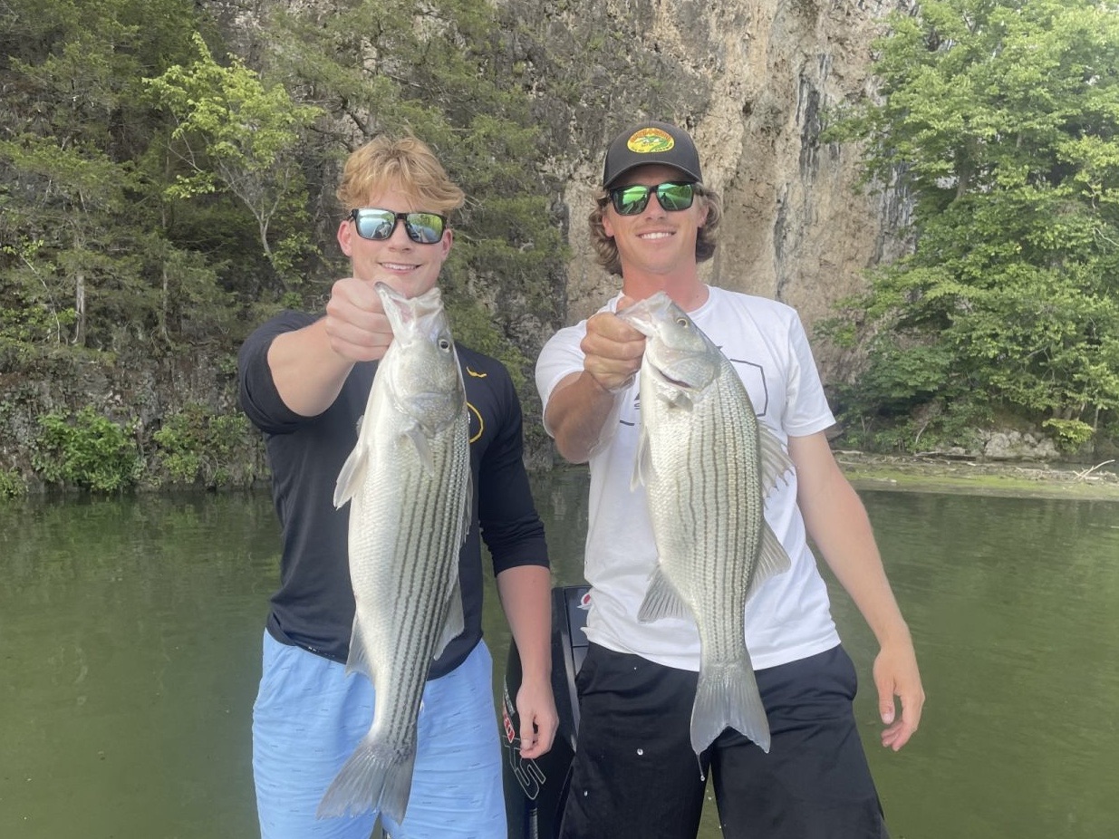 Two caught white bass and striped bass, 24 inches long, in Lake Ozark