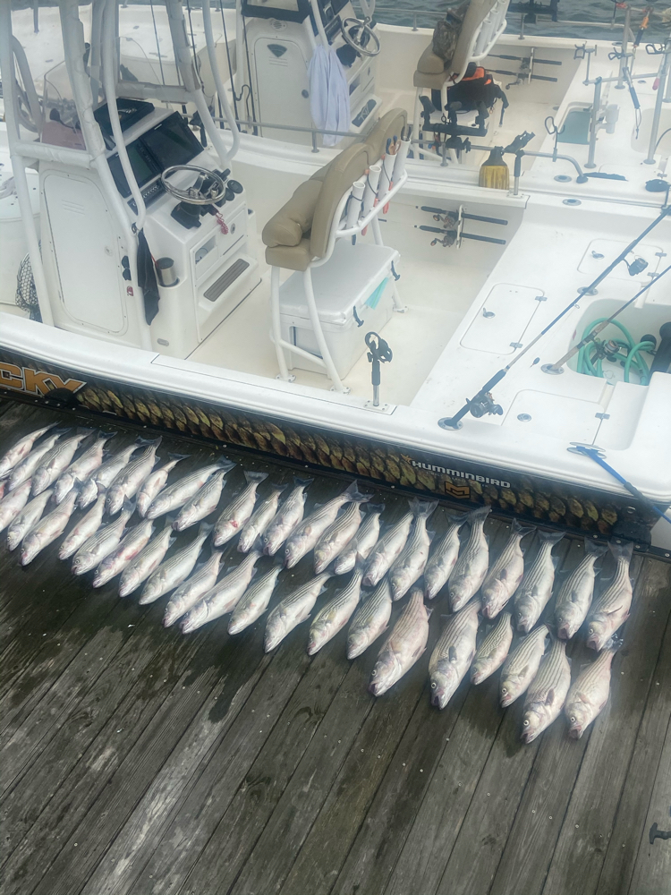 Striped Bass In Lake Murray!