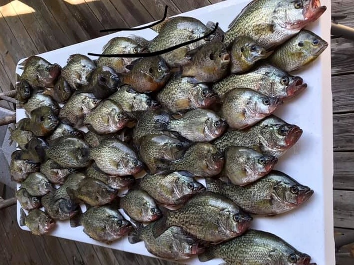 Fish-Species