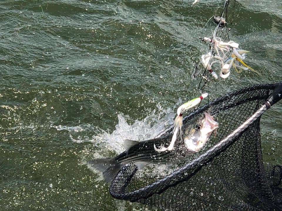 Get the net! Fun striper action on Lake Texoma