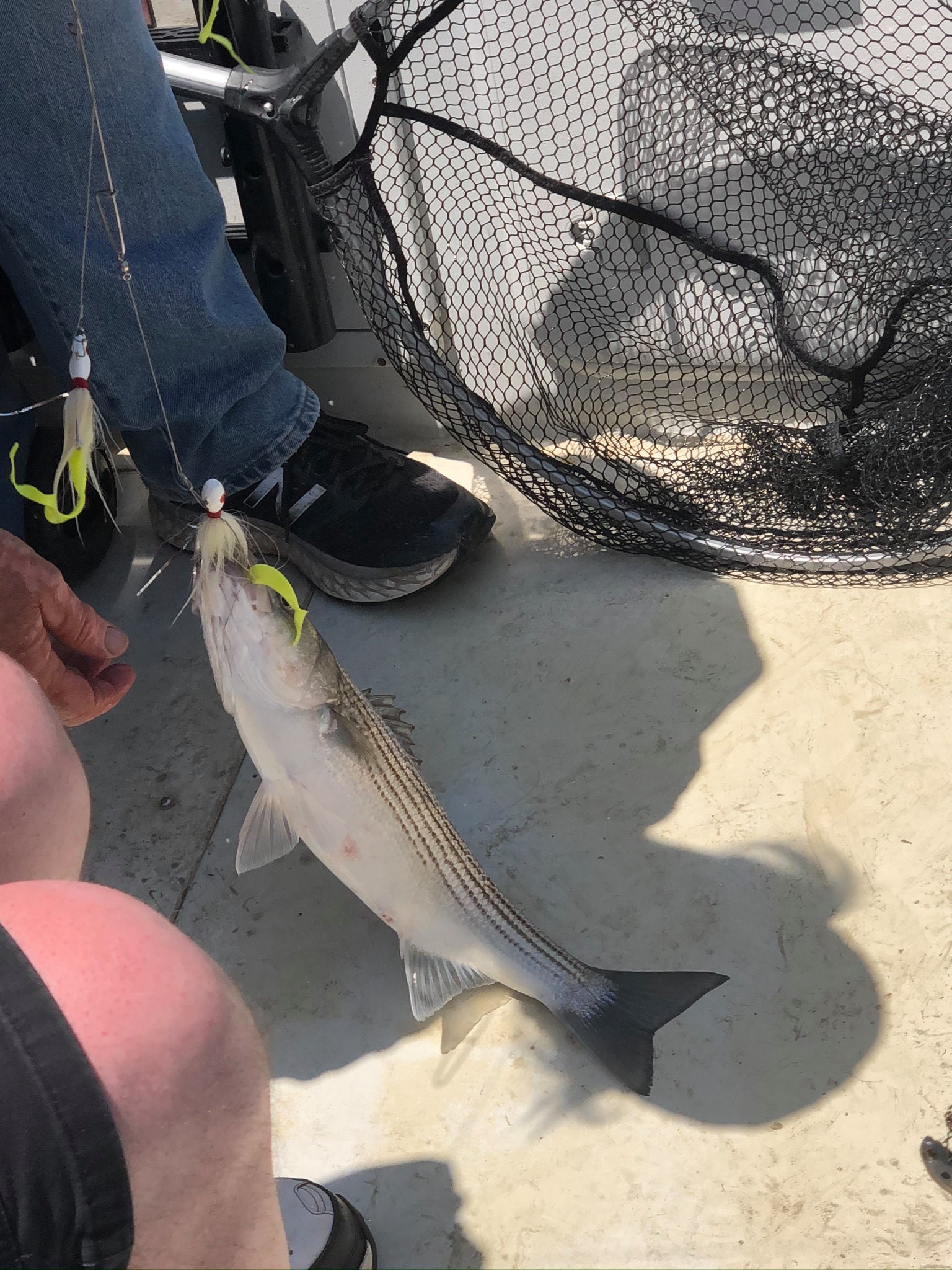 Striped Bass on Lake Texoma