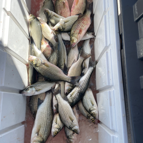 Great day Striper fishing on Lake Texoma