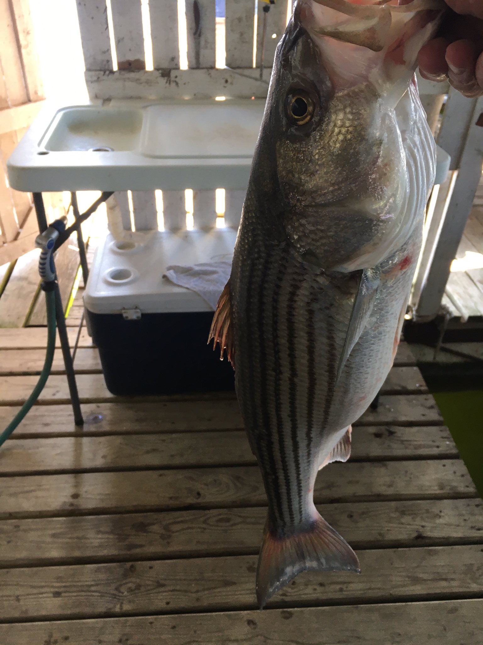 A nice Striped Bass on Lake Texoma