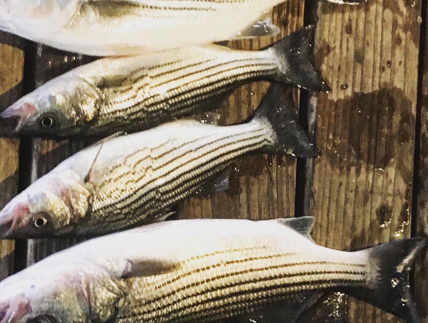 Lake Texoma Stripers