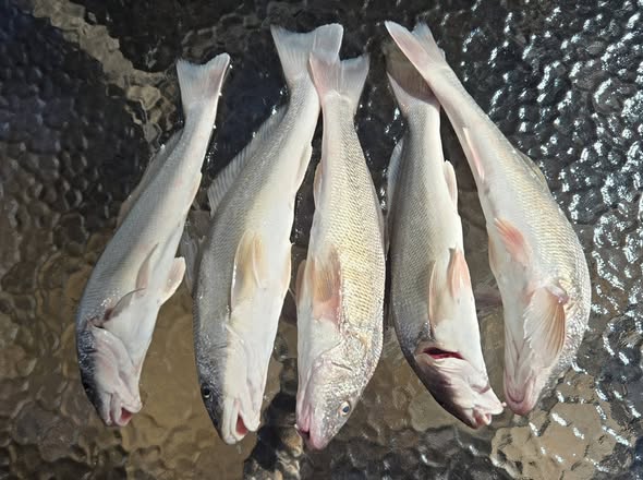 Four kingcroaker fish laid out on wet sand at New Smyrna Beach FL after successful fishing trip