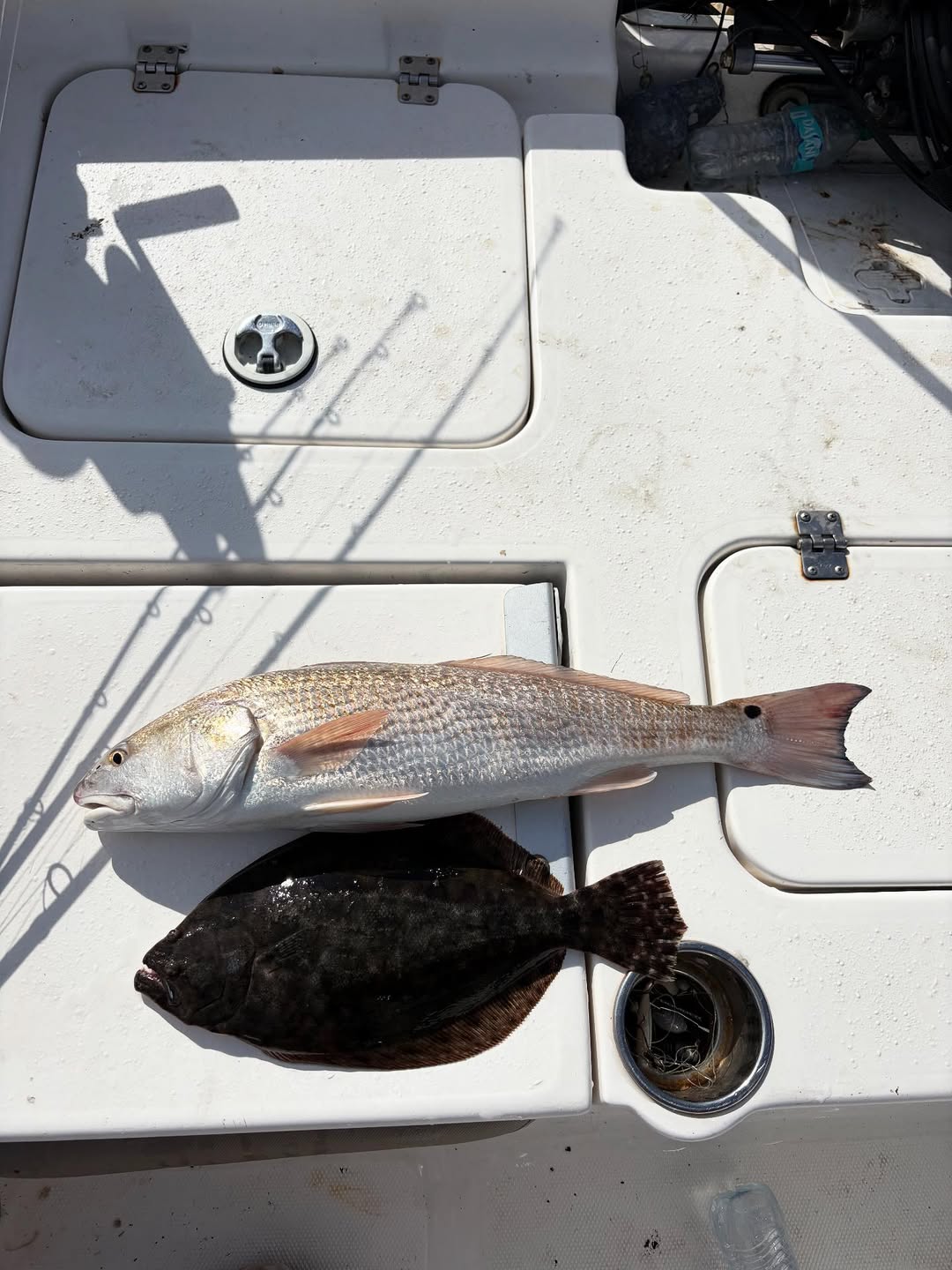 Two redfish and summer flounder caught in Jacksonville, Florida