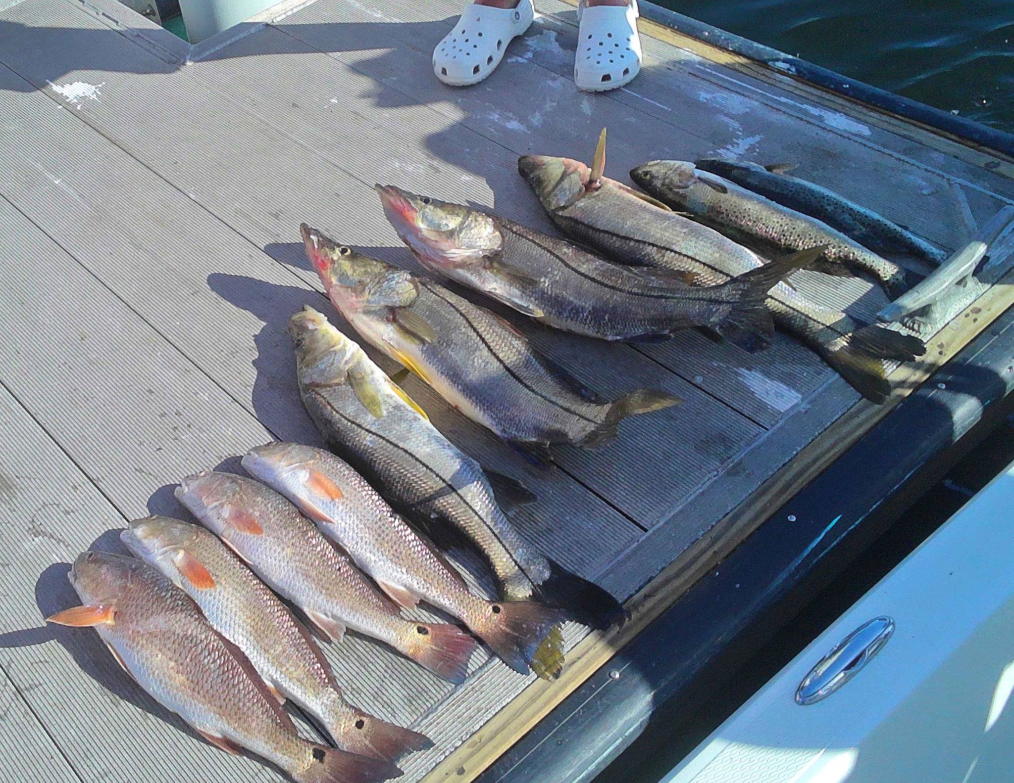 Fresh caught snook and redfish displayed on boat deck in Weeki Wachee FL