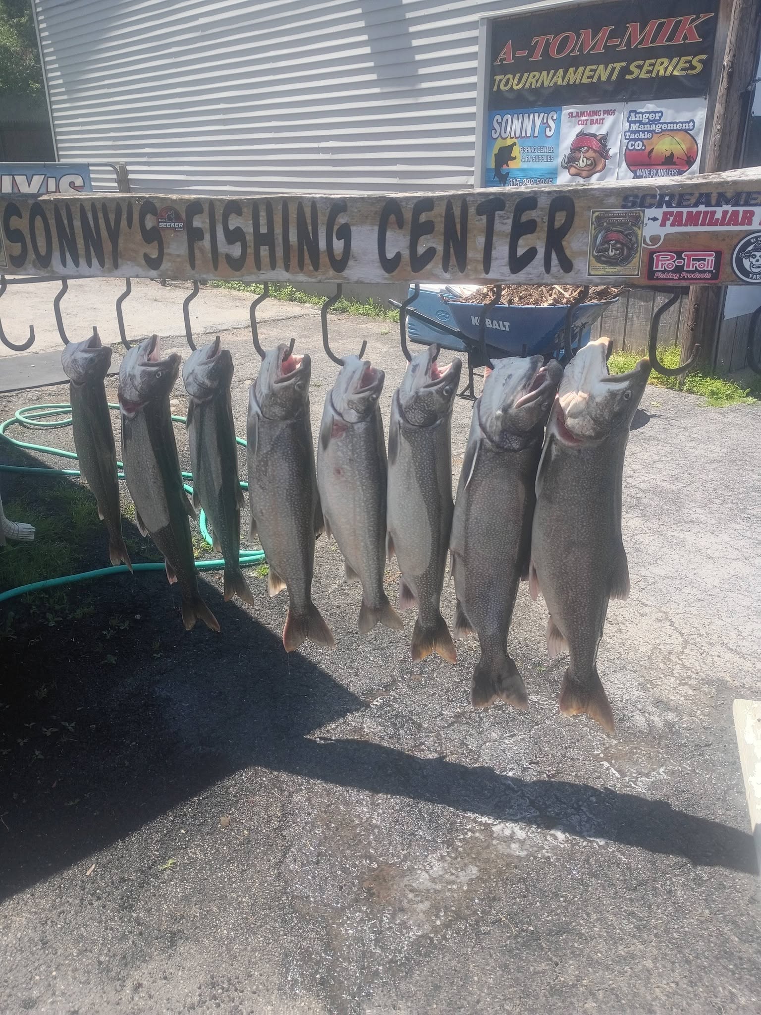 Eight fish hanging on display hooks at Sonny's Fishing Center in Pulaski NY showing lake trout and coho salmon catch