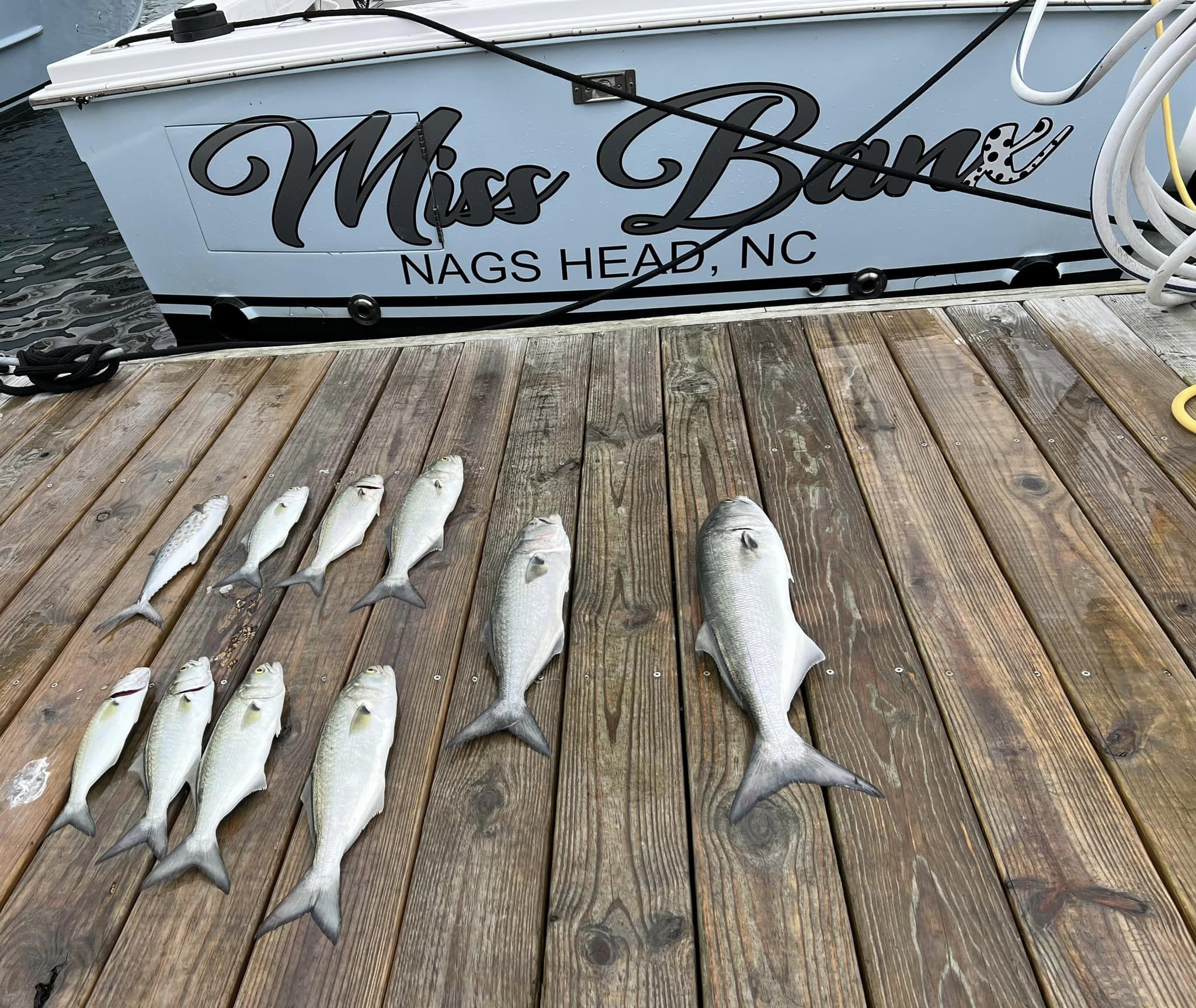 Five bluefish caught in NC
