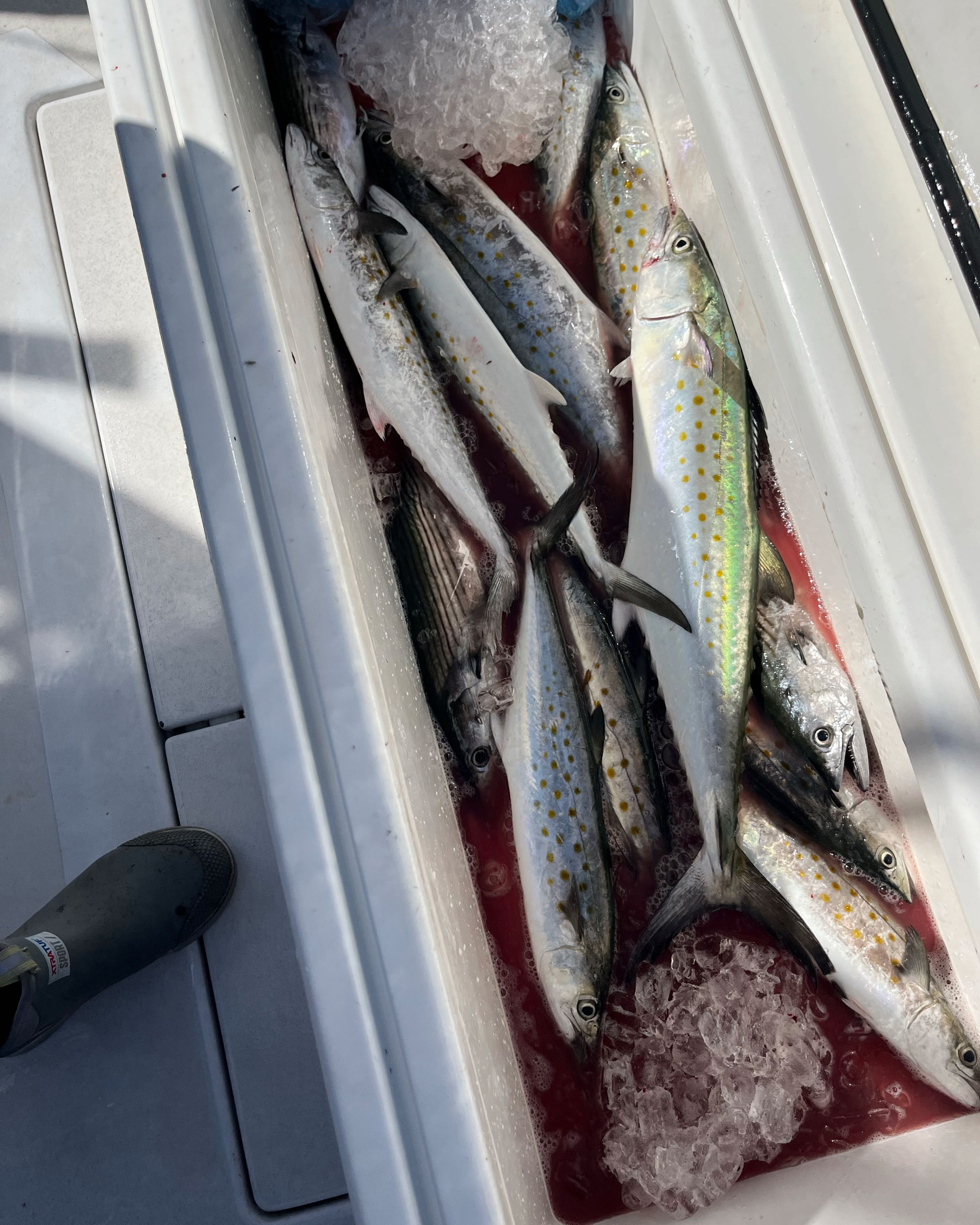 3 king mackerel fishing in wanchese