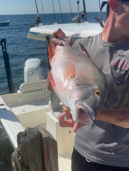 Large mutton snapper caught while fishing in Key Largo FL waters