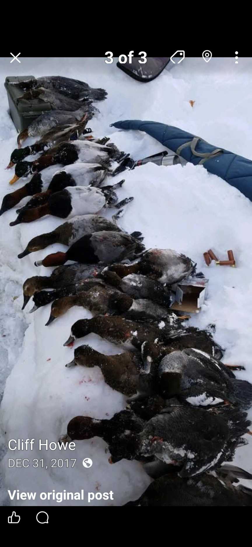 Multiple harvested waterfowl laid out on snow in Detroit MI