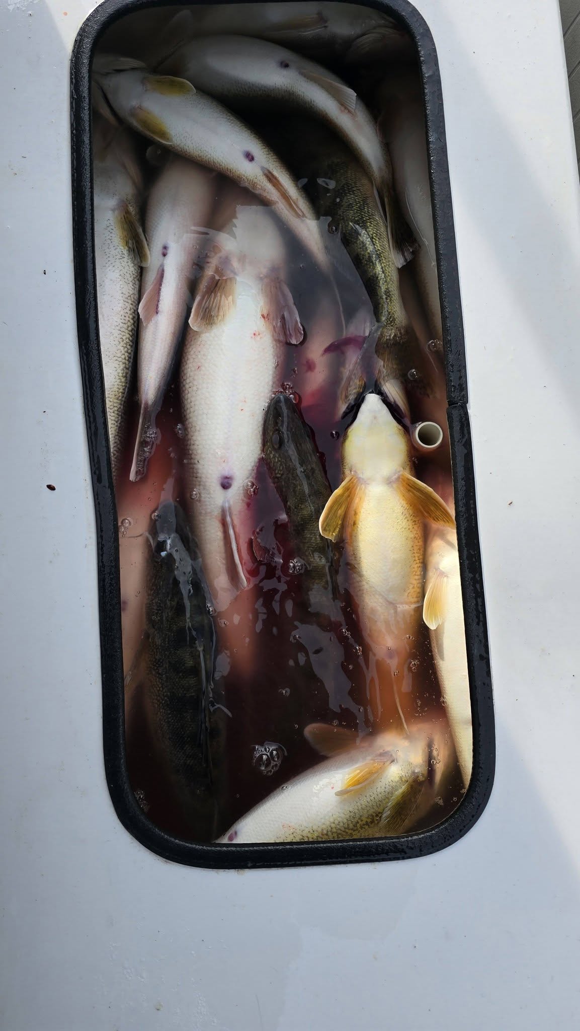 Fresh caught fish in cooler from Whitehall MI fishing trip
