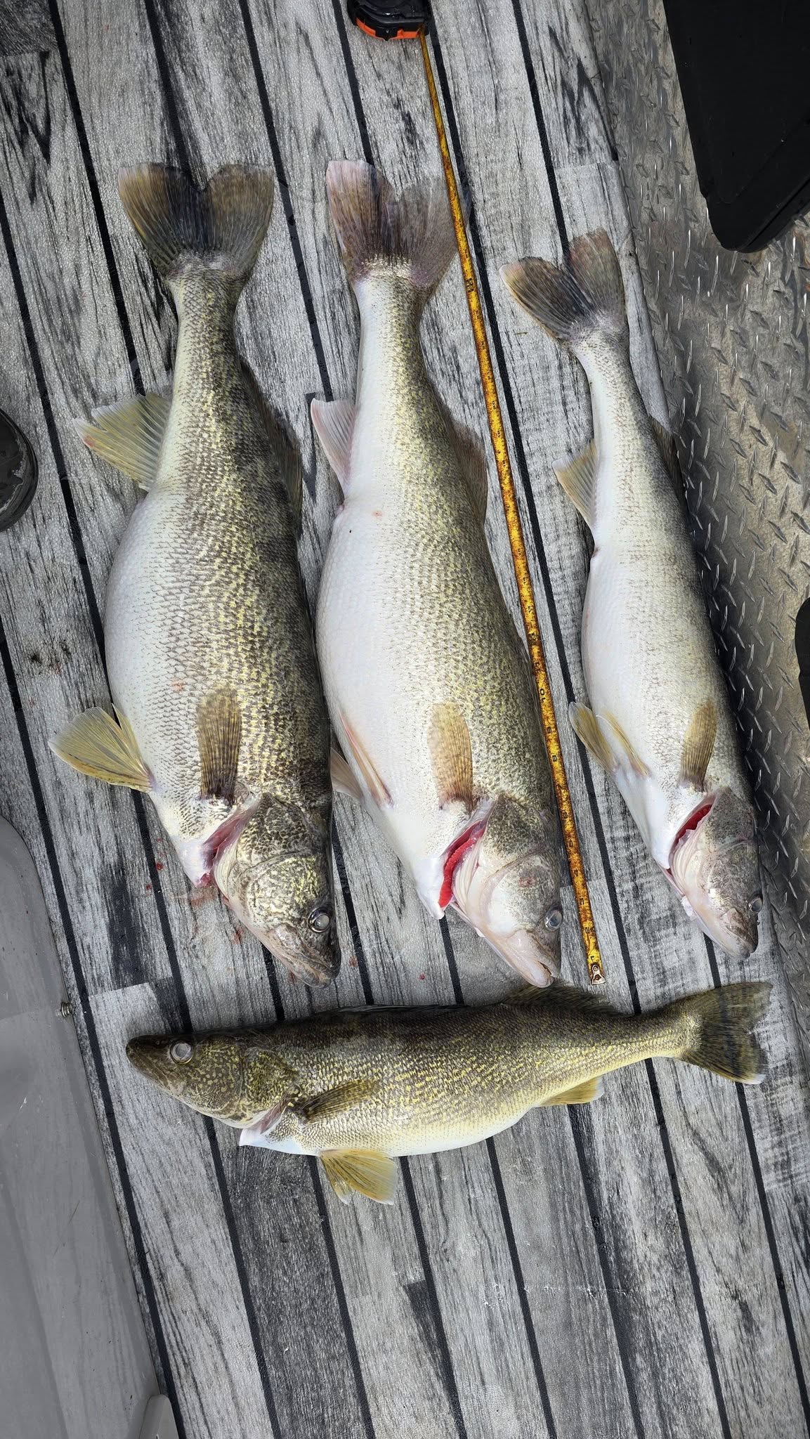 Fresh caught walleye in cooler from Whitehall MI fishing trip