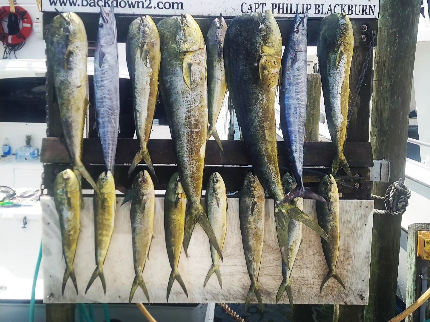 11 King Mackerel and Cero Mackerel fish caught in Destin