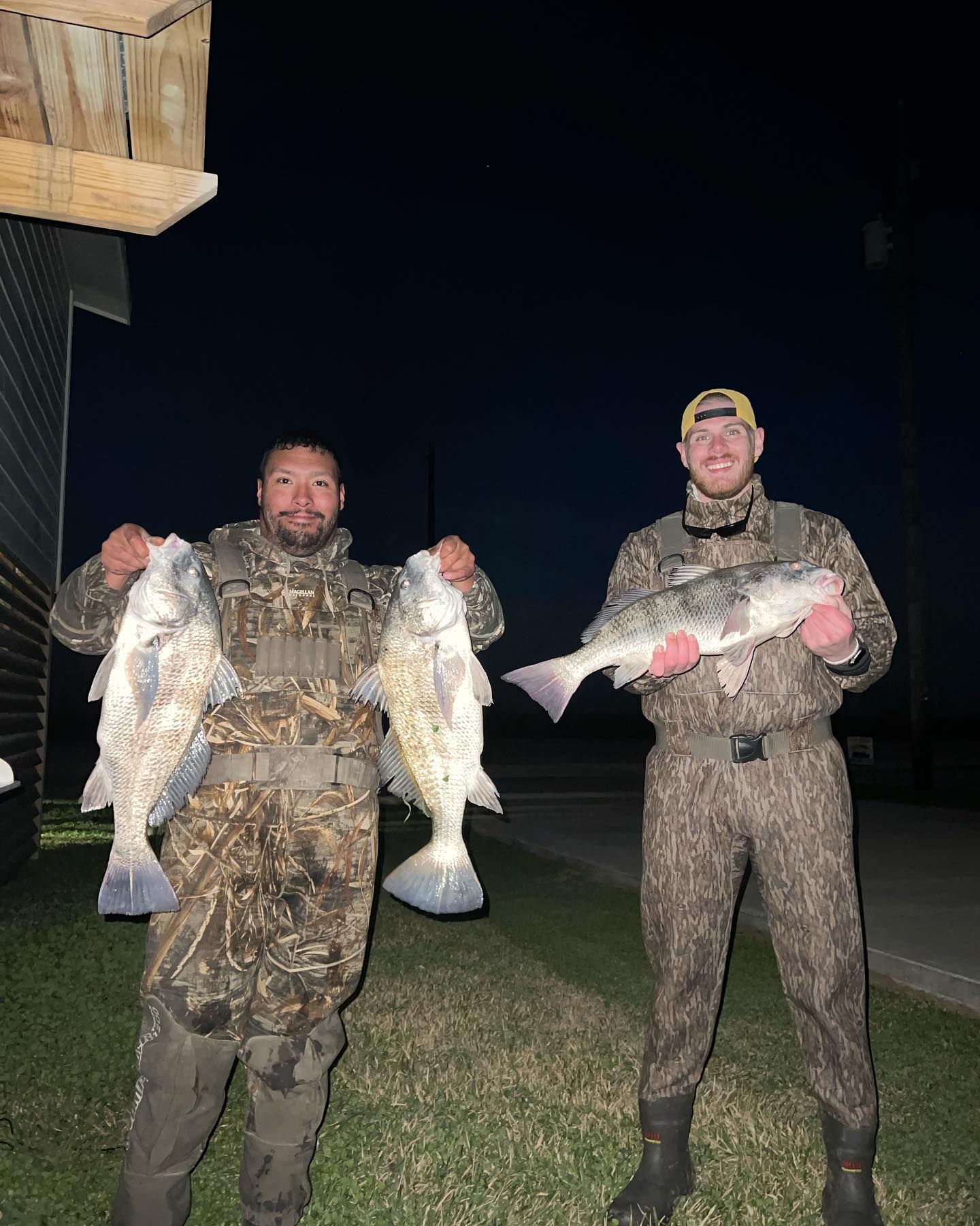 Anglers with 3 large black drum fish in TX