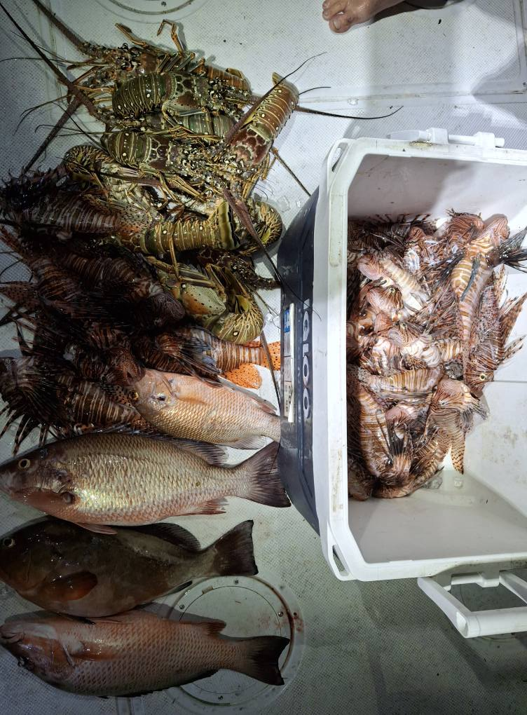 Three grey snapper fish caught while fishing in Fort Pierce