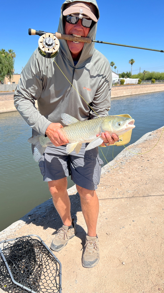 Common Carp in Phoenix, AZ