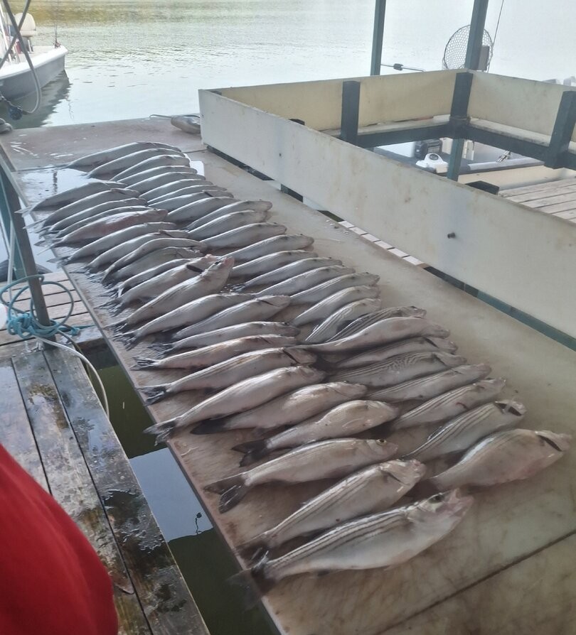 Fresh caught striped bass laid out on boat deck at Kingston OK fishing dock