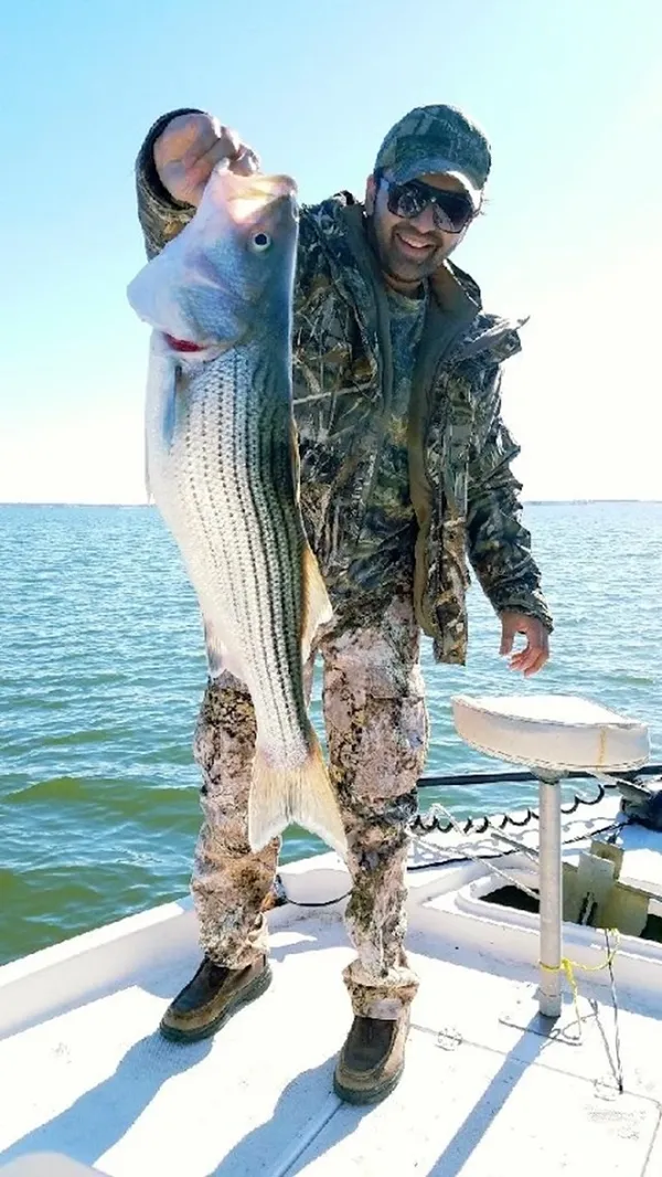 Striped bass catch displayed on fishing boat in Kingston OK waters