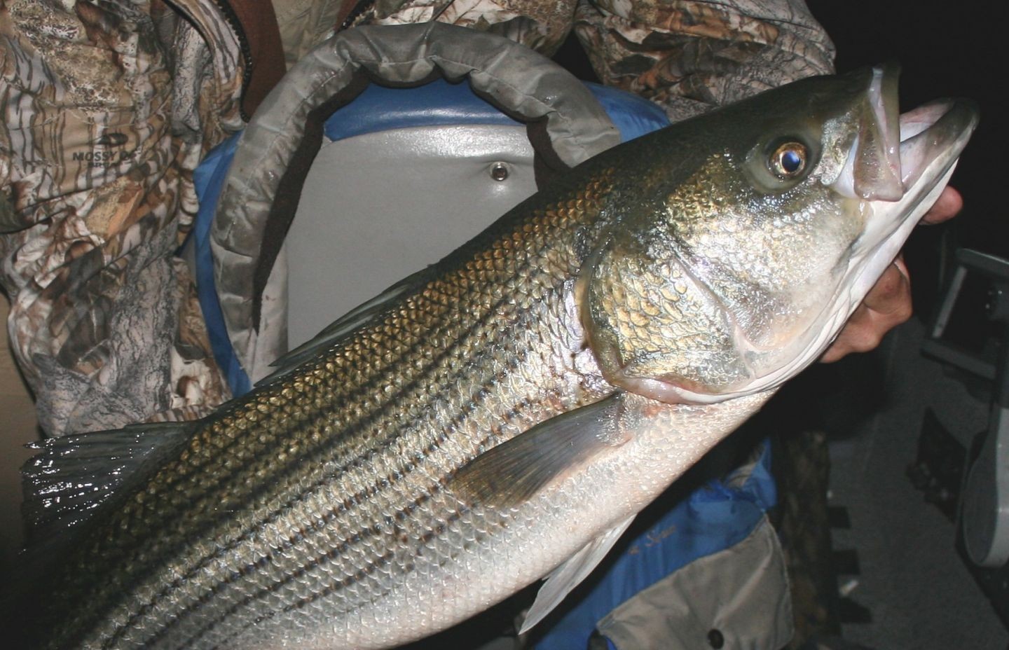 Striped bass caught fishing in Kingston OK held over cooler
