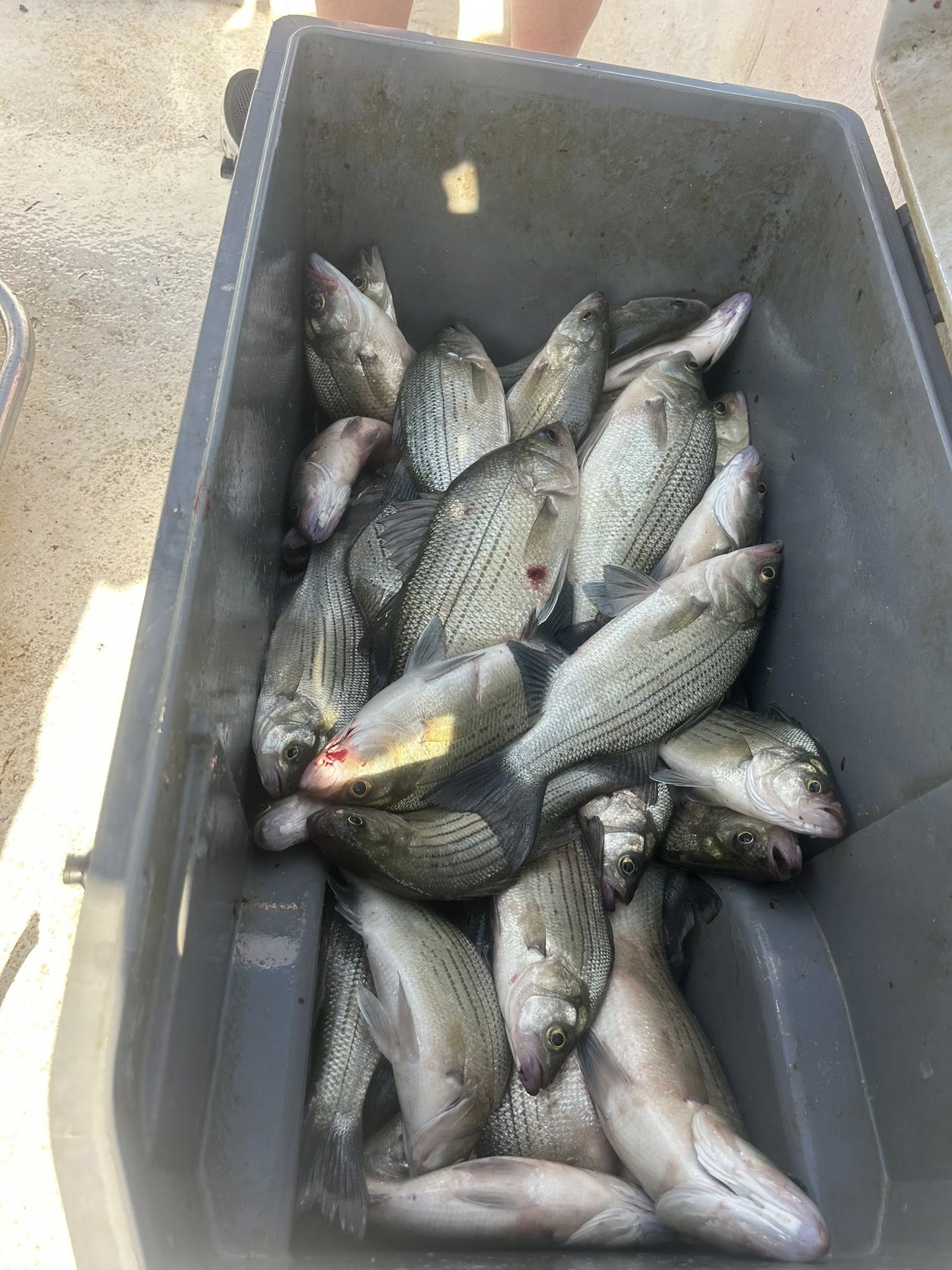 Cooler full of white bass and white perch caught fishing in Quinlan TX