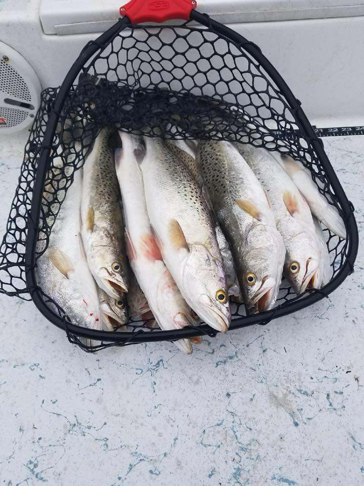 Three spotted weakfish caught in Port Mansfield