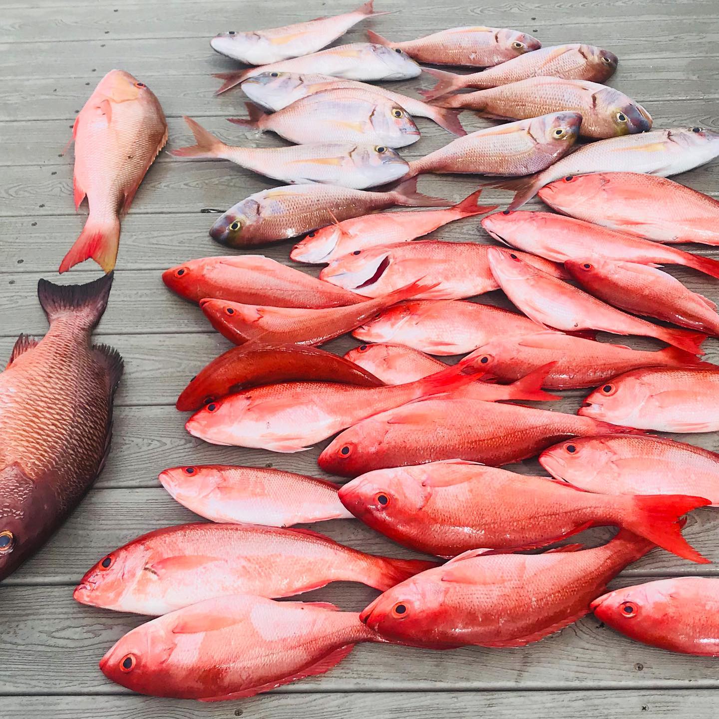 10 fish caught at Murrells Inlet during a fishing trip