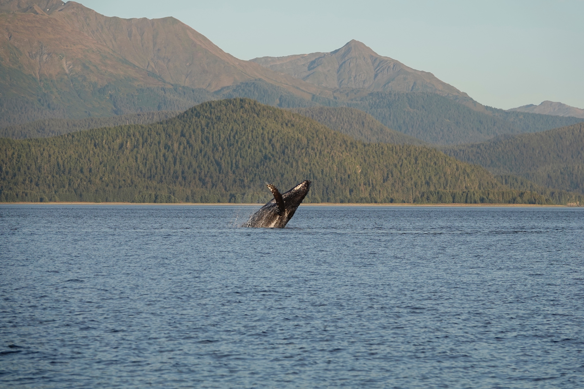 Humpback whale breaching in waters near Juneau Alaska with forested mountains in background