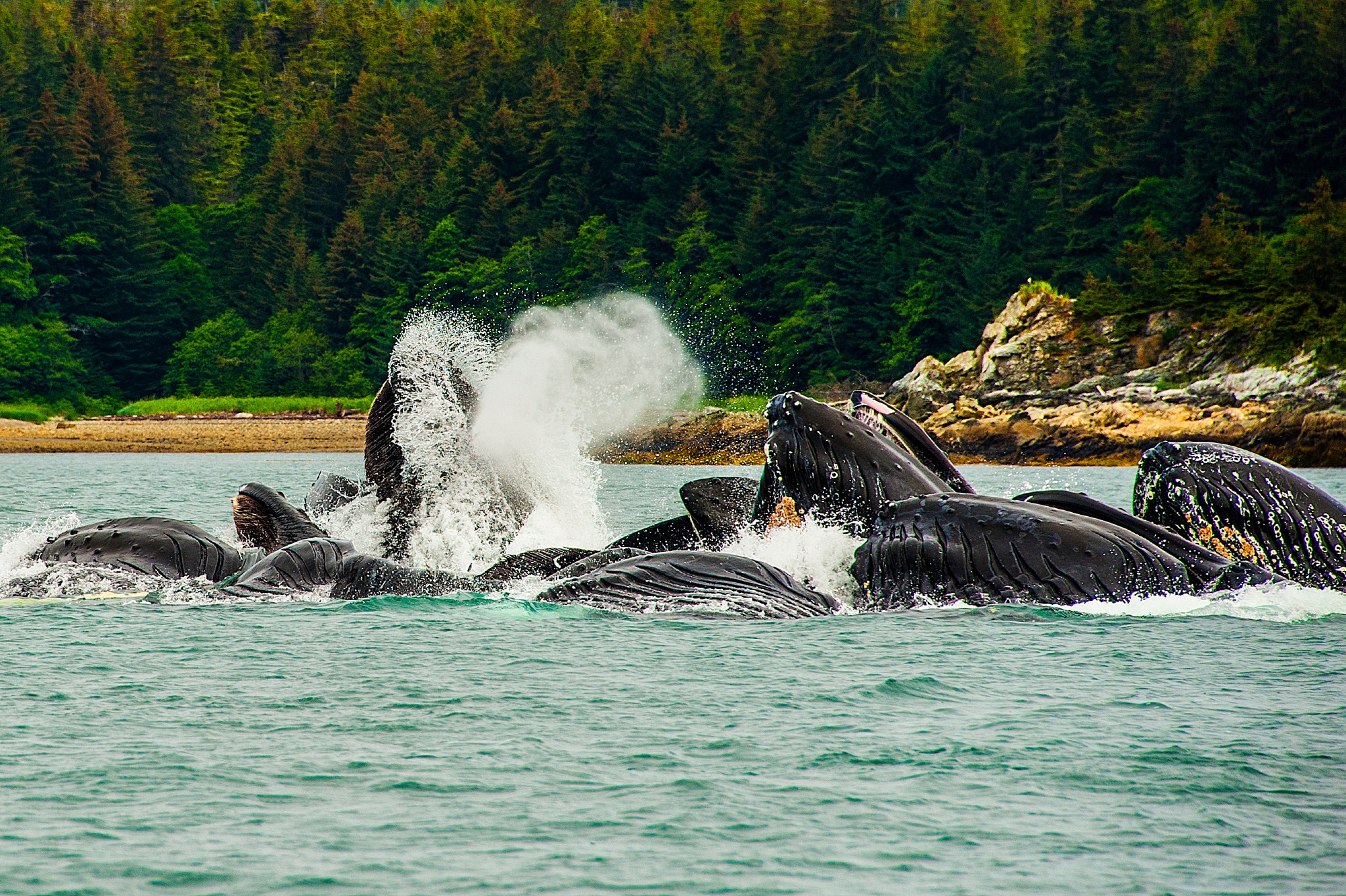 Multiple humpback whales surfacing and feeding together in coastal waters near Juneau Alaska with forested shoreline in background