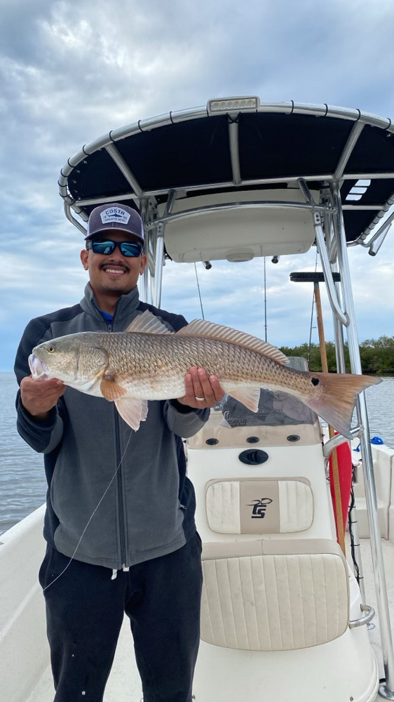 Redfish measuring 28 inches caught in FL