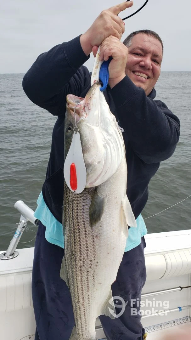 A striped bass caught in NJ while fishing