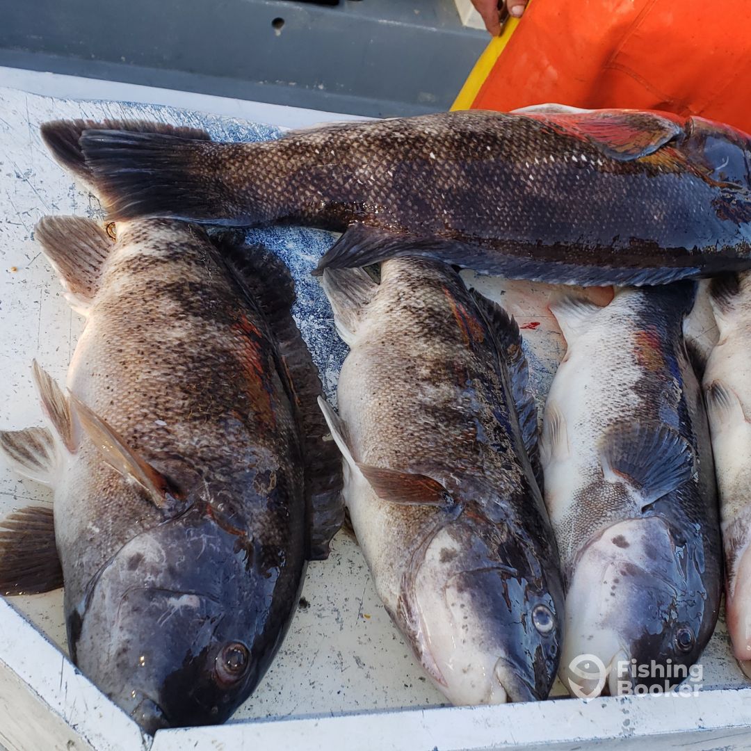 Four fish caught in NJ during a fishing trip
