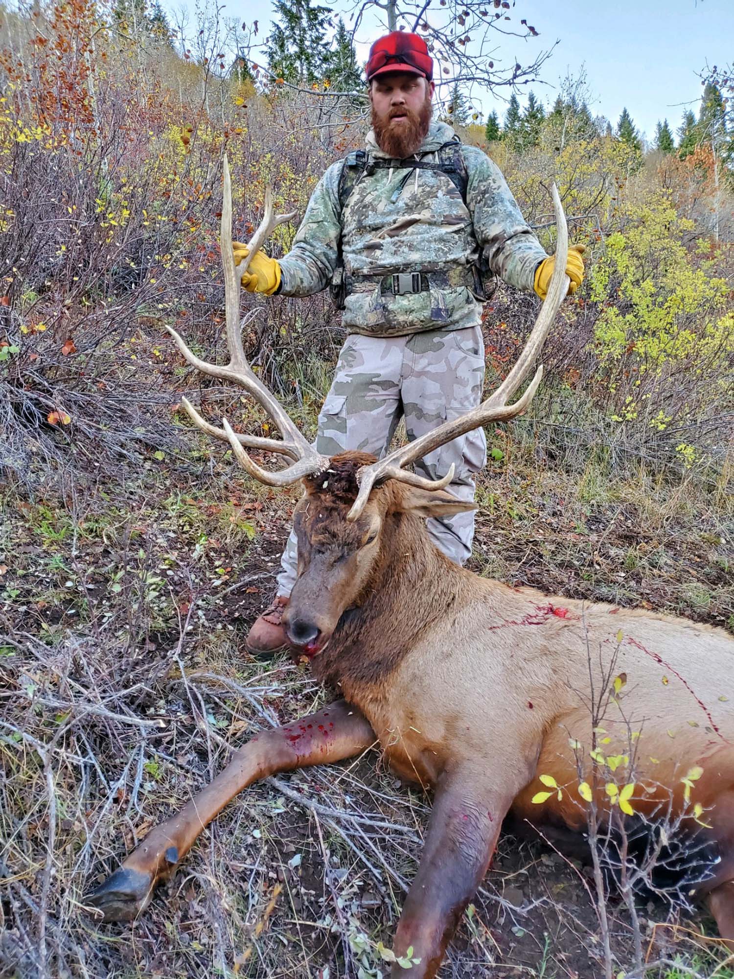 Lone hunter searching for prey in ID