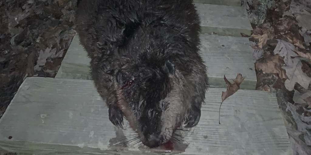 Beaver Hunts in Georgia