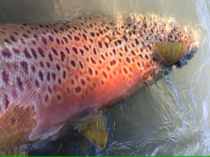Scenic landscape view of New Mexico with a single sea trout fish