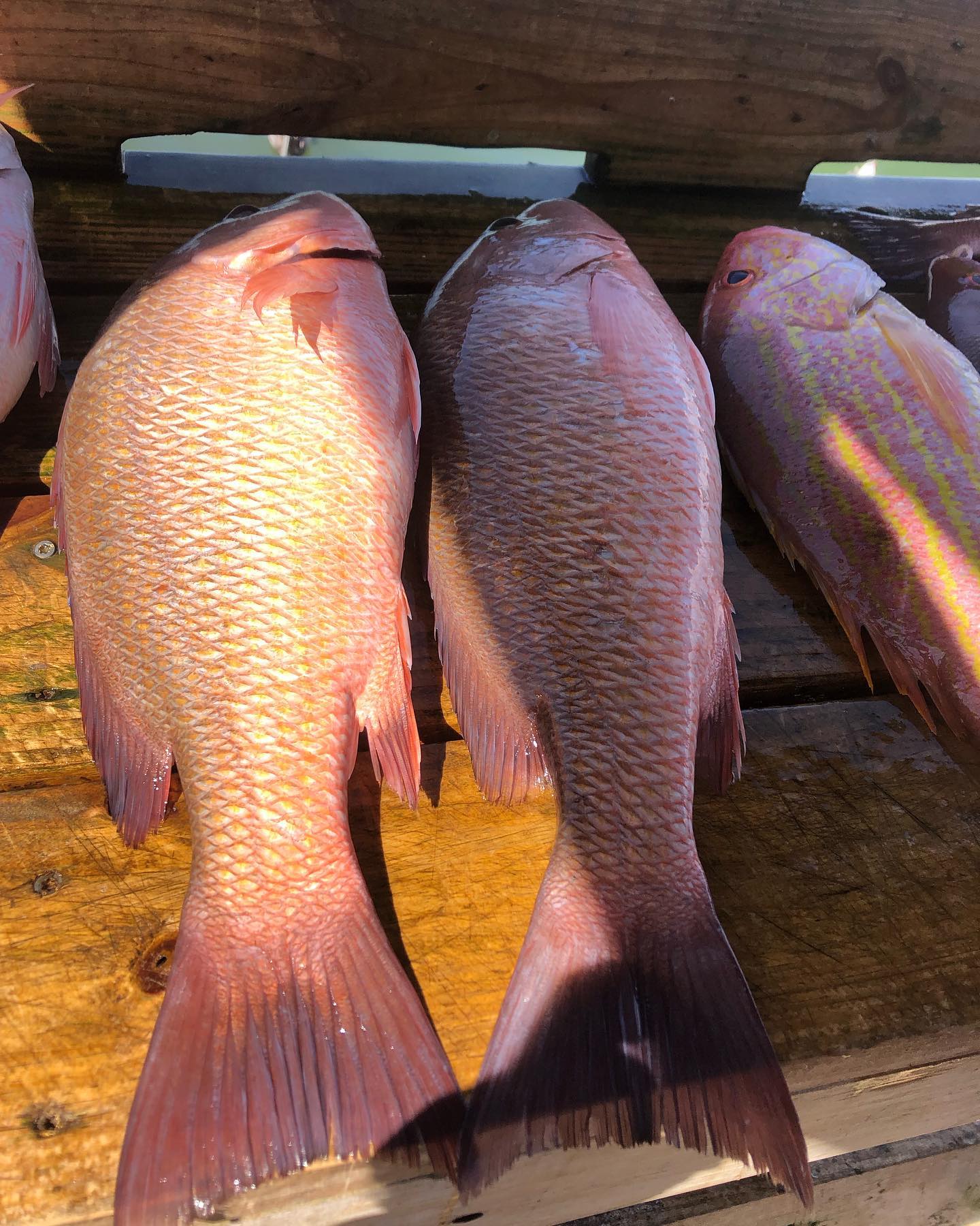 Three fish caught during fishing trip in Sarasota