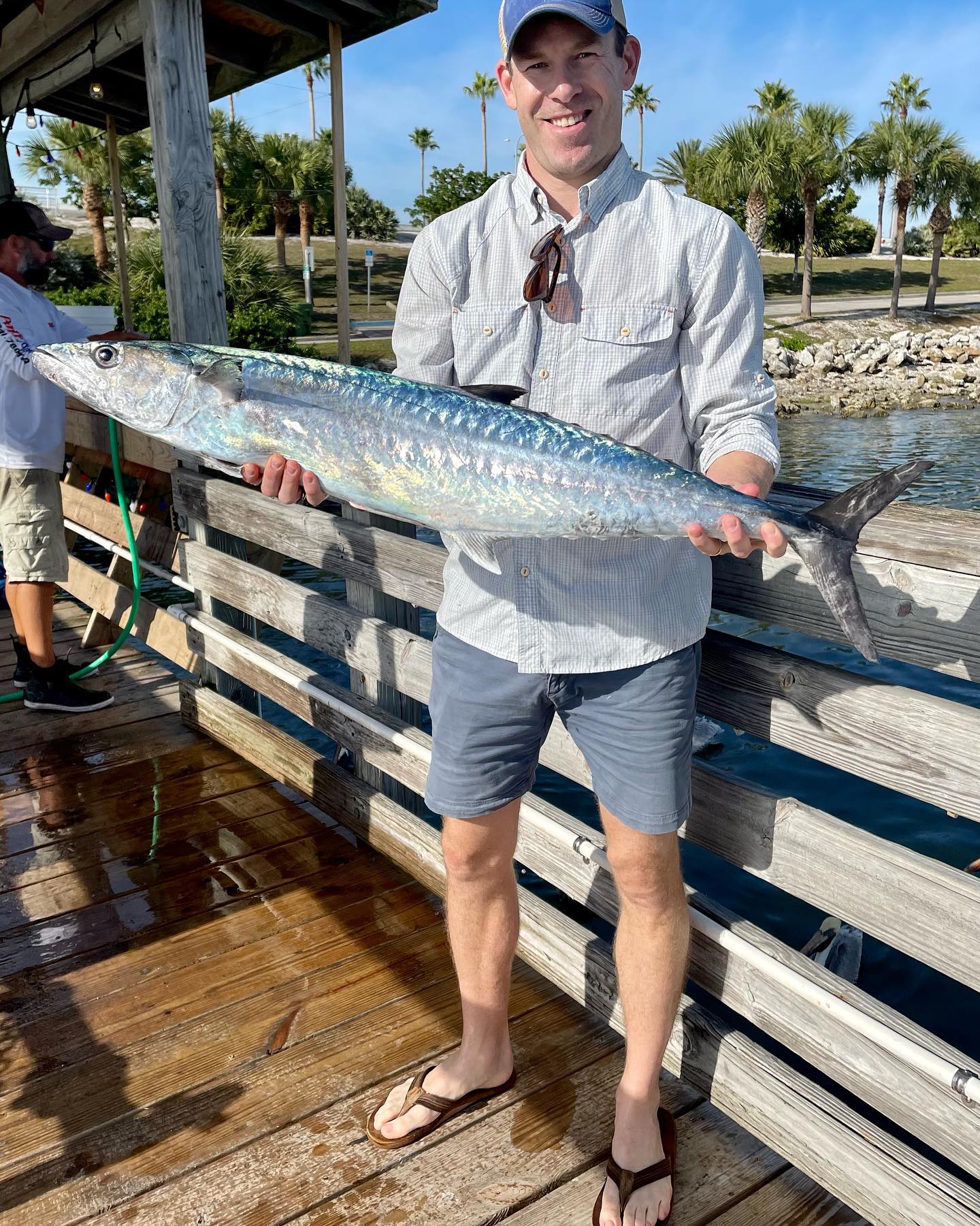 Narrow-barred Spanish mackerel fish caught in Sarasota