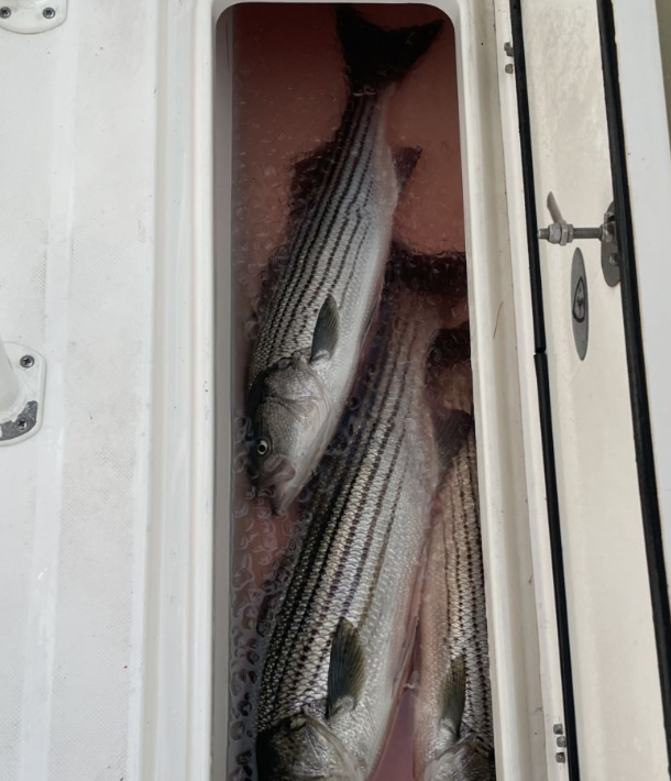 Striped bass caught in Gloucester