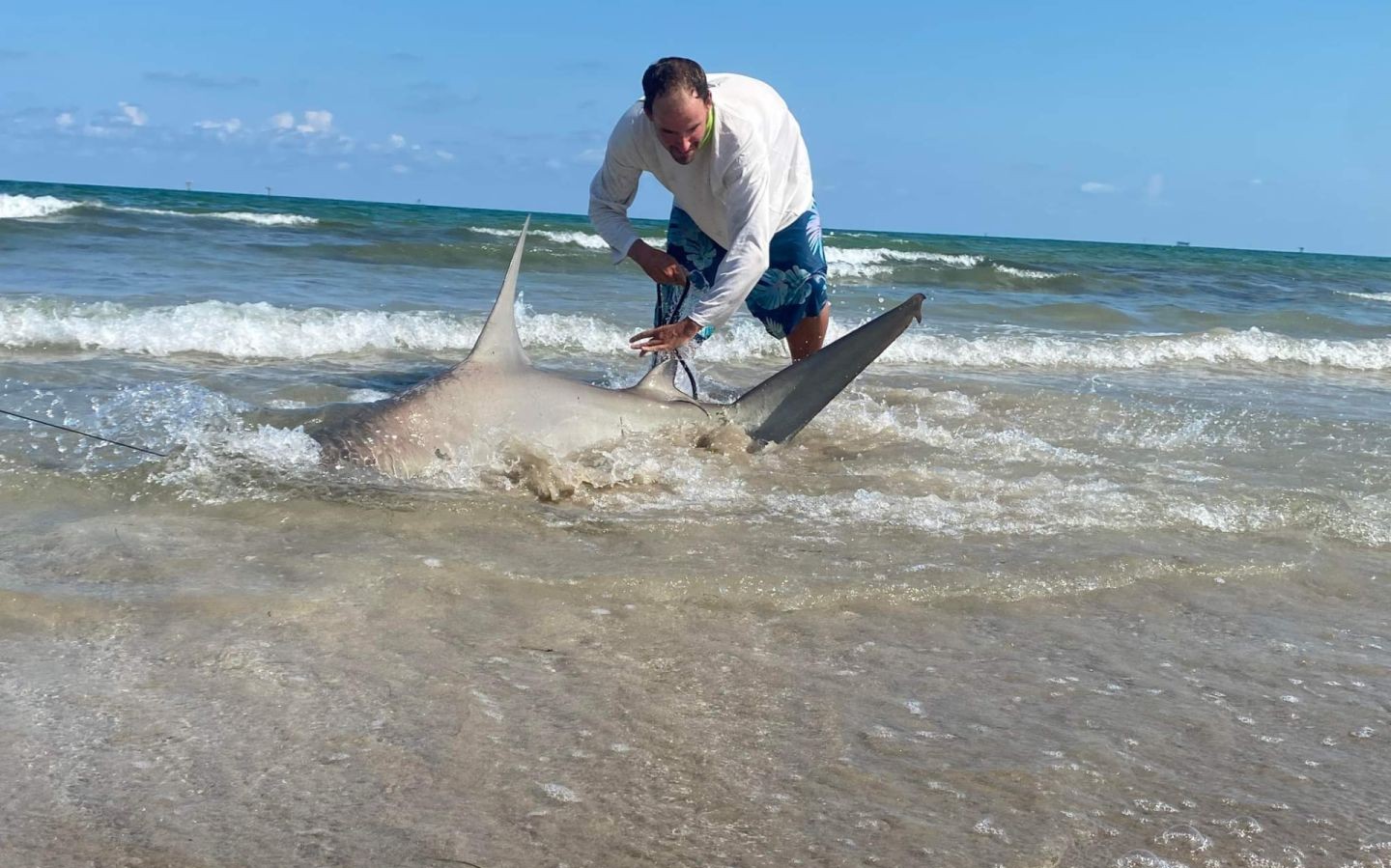 Bull shark caught while fishing in Port Aransas TX being handled in shallow surf